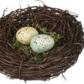 Discovering Specialty Shops: Where to Find Quality Bird's Nests