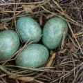 The Mineral Content of Bird's Nests: An In-depth Look
