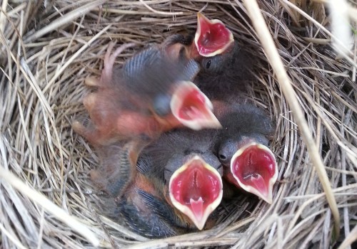 Exploring Vietnam and Myanmar Bird's Nests