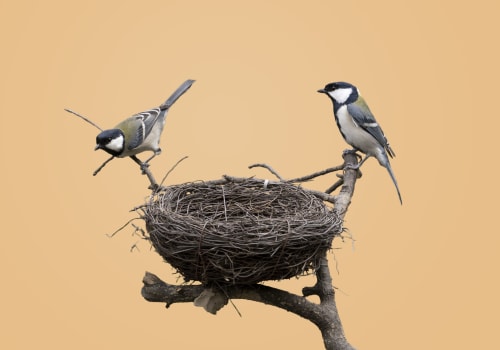 The antioxidant properties of bird's nests