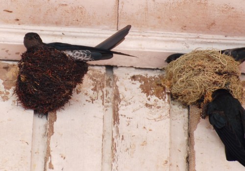 Straw-nest Swiftlets: A Comprehensive Overview