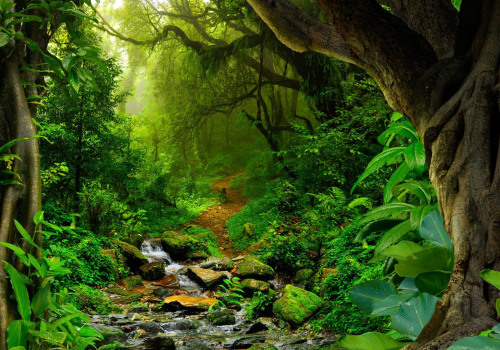 Exploring the Amazon: An Overview of the Online Retail Giant